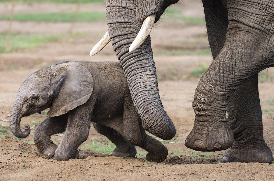 Nyiregyhaza (Ungheria). Un neonato elefante africano cammina in compagnia della madre Kwanza mentre si uniscono alla mandria nello zoo di Sosto, l’unico in Ungheria a gestire un programma di allevamento di elefanti africani.