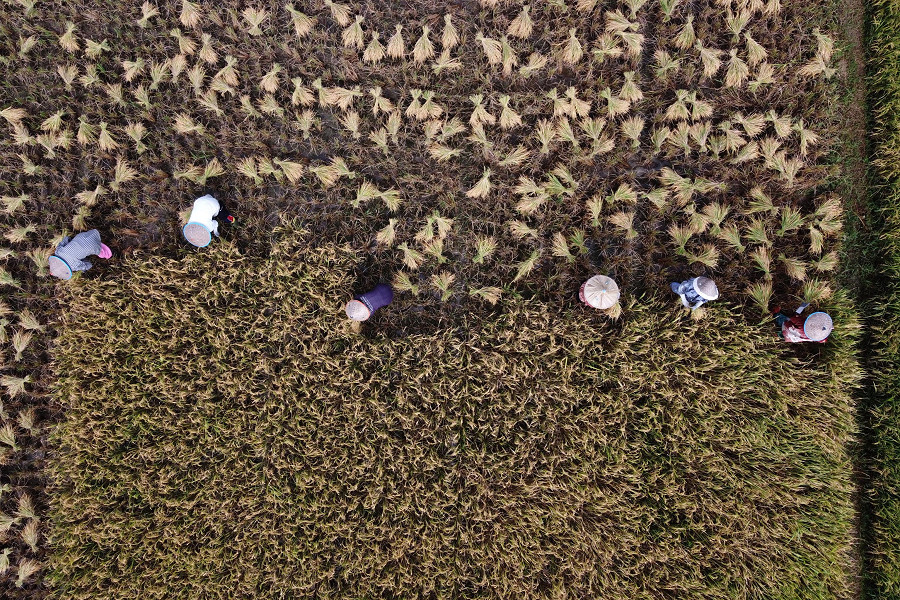 Aceh (Indonesia). Una foto scattata utilizzando un drone mostra gli agricoltori che raccolgono riso in un campo nella reggenza di Aceh Besar. Il dipartimento dell’agricoltura e delle piantagioni di Aceh ha dichiarato che le risaie di Aceh soddisfano ancora le esigenze locali di consumo, con un surplus di riso di 963.004 tonnellate tra gennaio e luglio 2022.