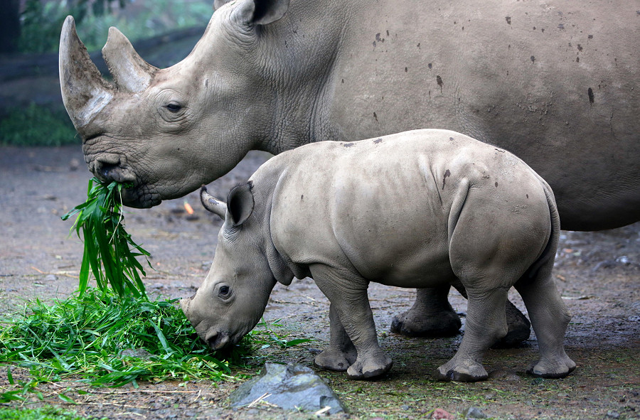 Bogor (Indonesia). Un cucciolo di rinoceronte bianco di tre mesi di nome Azsyifa fa uno spuntino insieme alla madre Chuma al Safari Park. Secondo il World Wildlife Fund (WWF) in 50 anni &egrave; stato distrutto il 69% della fauna selvatica e il rinoceronte bianco &egrave; prossimo all’estinzione a causa di anni di bracconaggio.