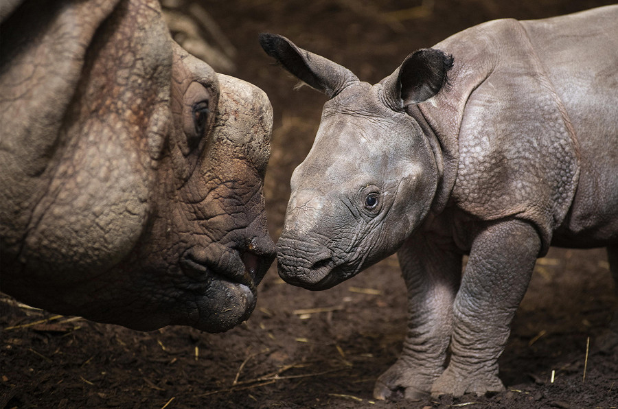 Nyiregyhaza (Ungheria). Un rinoceronte indiano (Rhinoceros unicornis) di due settimane di fronte alla madre Aruna di 11 anni nello zoo di Sosto. Il neonato, ancora senza nome, pesa attualmente 62 kg e guadagna da 1 a 2 kg al giorno grazie all’assunzione giornaliera di 20-30 litri di latte materno.