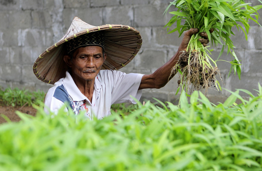 Banda Aceh (Indonesia). Un uomo si prende cura di un piccolo appezzamento di terra in una zona residenziale dove vengono piantati peperoncino e ortaggi. Il governo sta incoraggiando le comunit&agrave; locali a sviluppare l’agricoltura urbana per incentivare la sostenibilit&agrave; alimentare e la qualit&agrave; dei prodotti (EPA/HOTLI SIMANJUNTAK)