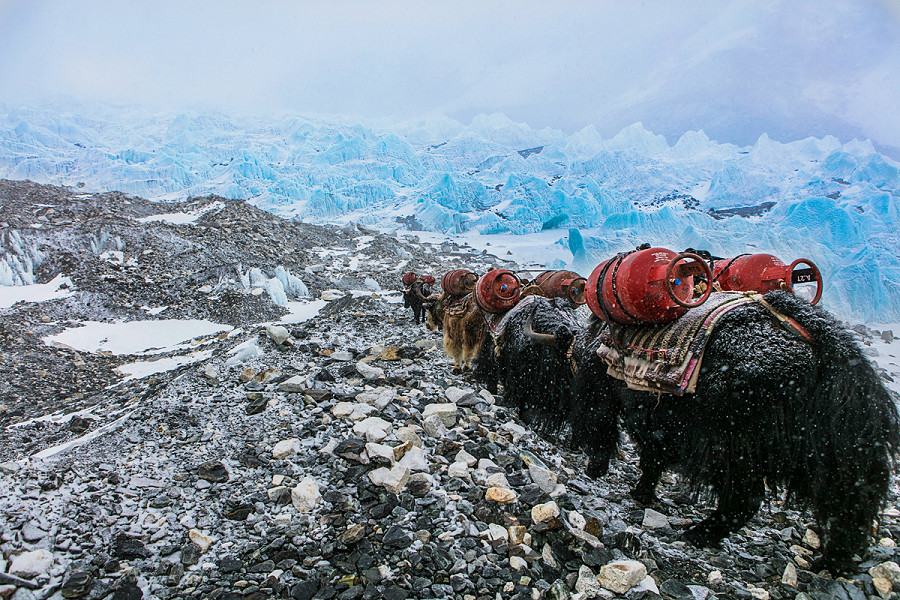 Everest (Nepal). Il passaggio di alcuni sherpa passano col loro convoglio di yak per trasportare i rifornimenti di gas al campo base.