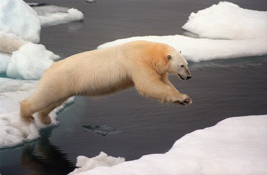 Ghiacciai artici (Artide). Un orso polare compie un lungo salto tra i ghiacciai. Secondo un rapporto presentato a Ginevra dall’Onu e dal World Glacier Monitoring Service (Wgms), dall’inizio del millennio il tasso medio della fusione dei ghiacciai appare raddoppiato.