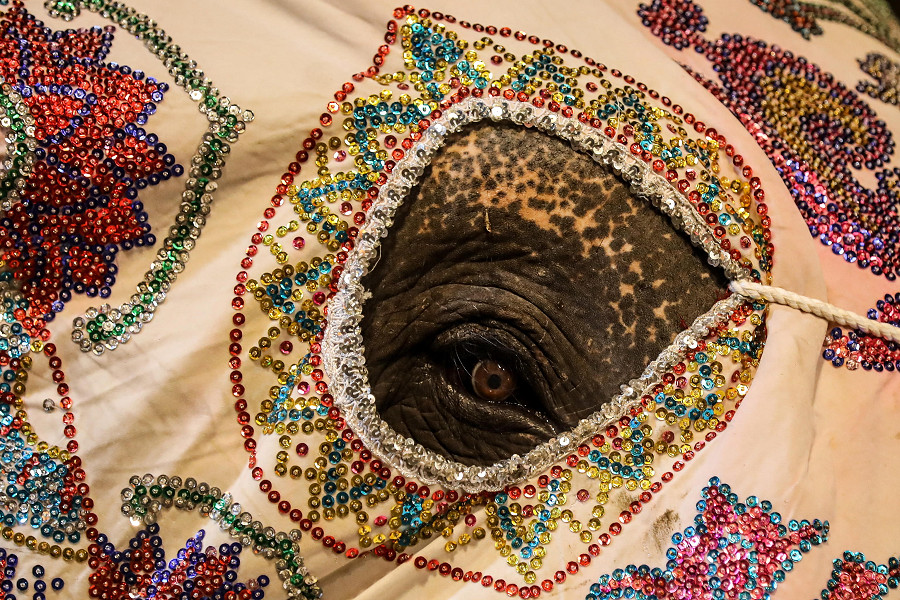 Colombo (Sri Lanka). L&rsquo;occhio di un elefante incorniciato da un drappo ricco di lustrini all’annuale Navam Perahera, una manifestazione religiosa e culturale di due giorni che si tiene ogni anno nel mese di febbraio presso il tempio buddista Gangaramaya. 