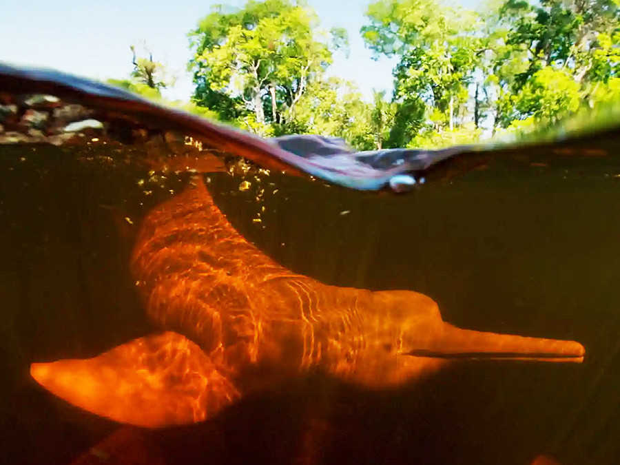 Rio Negro (Brasile). Un delfino rosa nuota in uno dei fiumi pi&ugrave; importanti dell&rsquo;Amazzonia. Questa specie in via d’estinzione, conosciuta come &ldquo;boto&rdquo; e considerata divina dai popoli indigeni del territorio, &egrave; una grande alleata per l&rsquo;ecoturismo. 