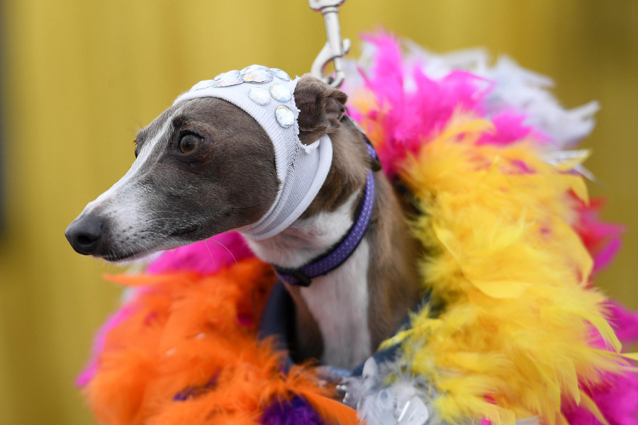 Sidney (Australia). Un cane in costume partecipa alla sfilata “Doggywood Pageant” durante la “Sydney WorldPride 2023”. L&rsquo;evento dedicato alla comunit&agrave; globale LGBTQIA+ durer&agrave; fino al 5 marzo.