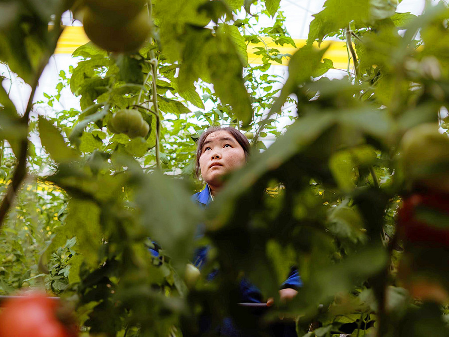Suqian (Cina). Una donna lavora in una serra nel Jingdong Agricultural Technology Park, che produce oltre 5.000 tonnellate di frutta e verdura e 5 milioni di piante (EPA/ALEX PLAVEVSKI)

