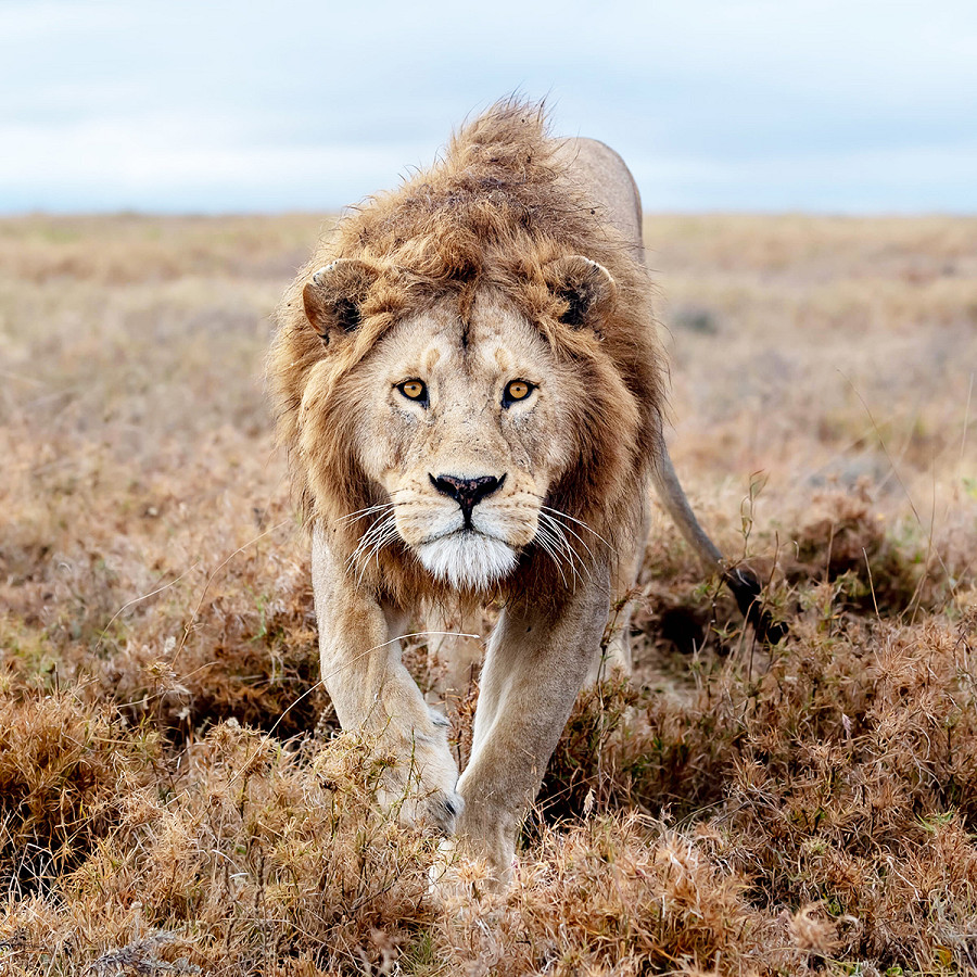 Parco Nazionale del Serengeti (Tanzania). Ha dominato il suo regno per 7 anni, il leone pi&ugrave; fotogenico di uno dei parchi pi&ugrave; famosi al mondo, finch&eacute; i suoi rivali non l&rsquo;hanno ucciso. La morte di Bob Junior &egrave; stata annunciata dai funzionari della riserva naturale. Anche il fratello potrebbe aver subito la stessa sorte. 