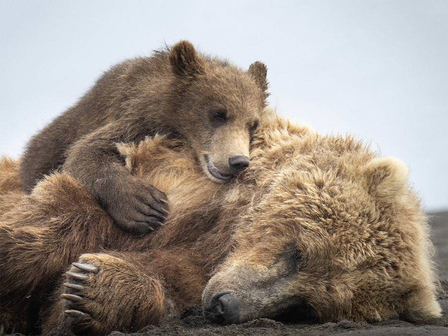 Katmai National Park (Alaska). Mamma orso e il suo cucciolo si coccolano a Hallo Bay, un’area del Katmai National Park in Alaska accessibile agli umani solo in barca. I due esemplari sono stati fotografati da Barbara Gill, un’insegnante di matematica di St Louis (BARBARA GILL/SOLENT NEWS)
