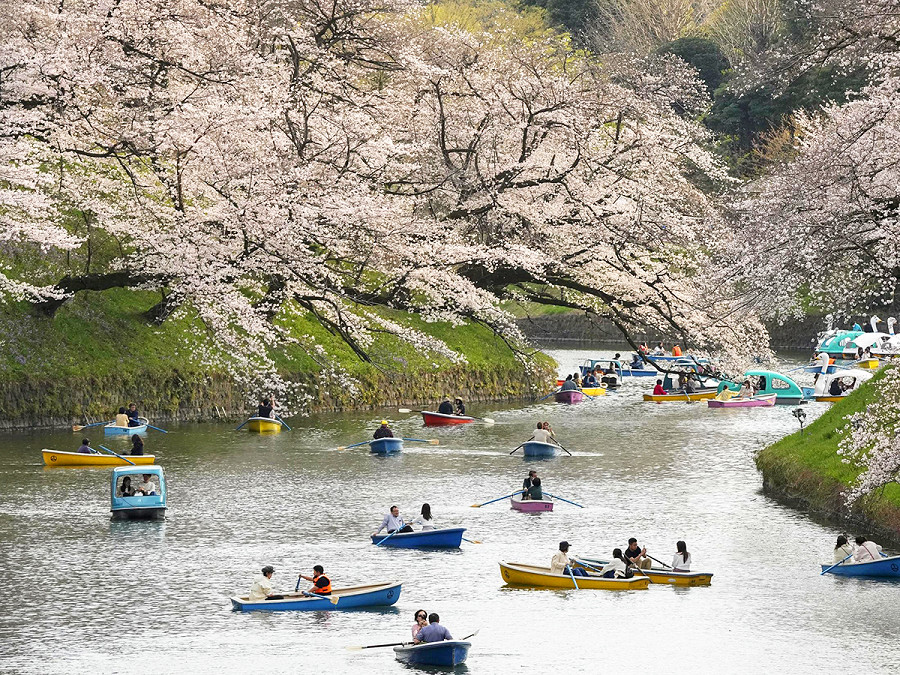 Tokyo (Giappone). Le persone si godono la vista dei fiori di ciliegio mentre remano nel bacino d&rsquo;acqua di Chidorigafuchi a Tokyo. La temperatura segna 23,8 gradi Celsius, circa 8,8 gradi in pi&ugrave; rispetto alla media abituale, quasi la stessa di met&agrave; maggio nella capitale giapponese. Si &egrave; registrato un record di fioritura degli alberi a partire dal 14 marzo, 10 giorni prima del solito (EPA/KIMIMASA MAYAMA)