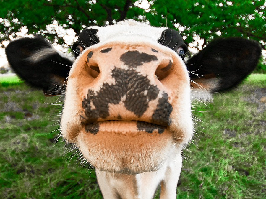 Alle mucche britanniche potrebbero essere somministrati “bloccanti del metano” per ridurre le emissioni climatiche. I 9,4 milioni di bovini del Regno Unito producono il 14% delle emissioni antropiche, principalmente a causa dell’eruttazione (Wolfgang Hasselmann)
