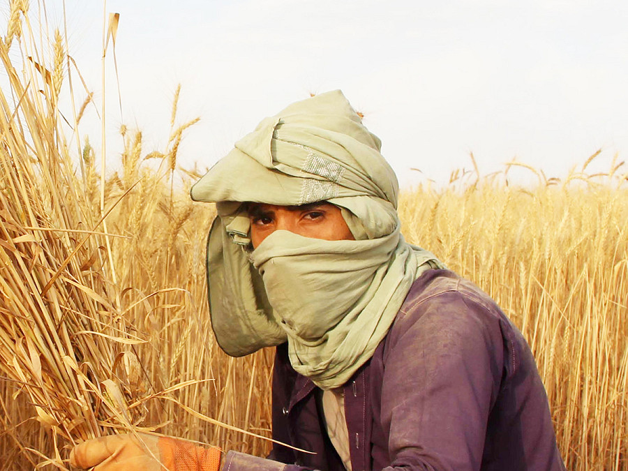 Kandahar (Afghanistan). Il direttore del Dipartimento dell’Agricoltura di Kandahar ha dichiarato che quest’anno sono stati coltivati 85.000 ettari di terreno con grano e la resa &egrave; stimata in 300.000 tonnellate. Di contro, la polizia anti-narcotici dei talebani distrugge ancora i campi di papavero a Kandahar per un severo divieto imposto sulla coltivazione, l’uso e il traffico di tutte le droghe