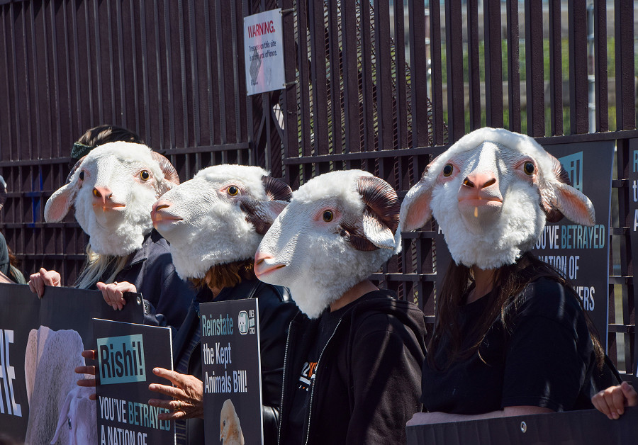 Londra (Regno Unito). Attivisti per i diritti degli animali che indossano maschere da pecora si trovano fuori dal Parlamento per chiedere al governo di ripristinare il Kept Animals Bill, che prevede numerose protezioni per gli animali, e di vietare le esportazioni di animali vivi. 