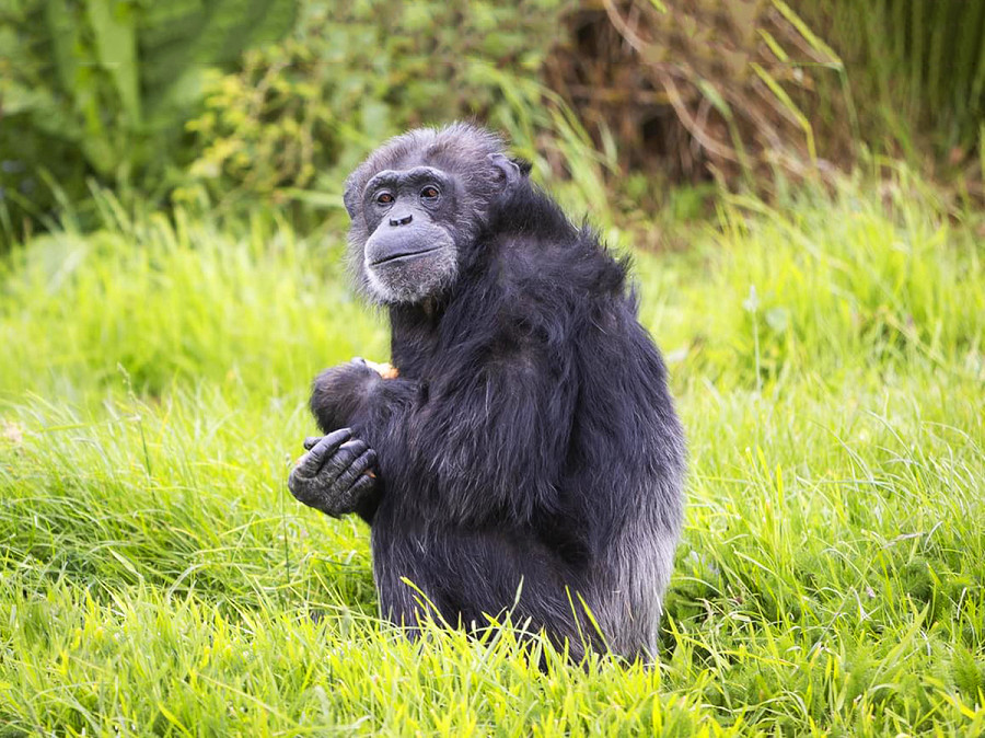 Dunstable (Inghilterra). Lo scimpanz&eacute; Koko, il mammifero pi&ugrave; anziano del bioparco di Whipsnade, ha festeggiato il suo cinquantesimo compleanno