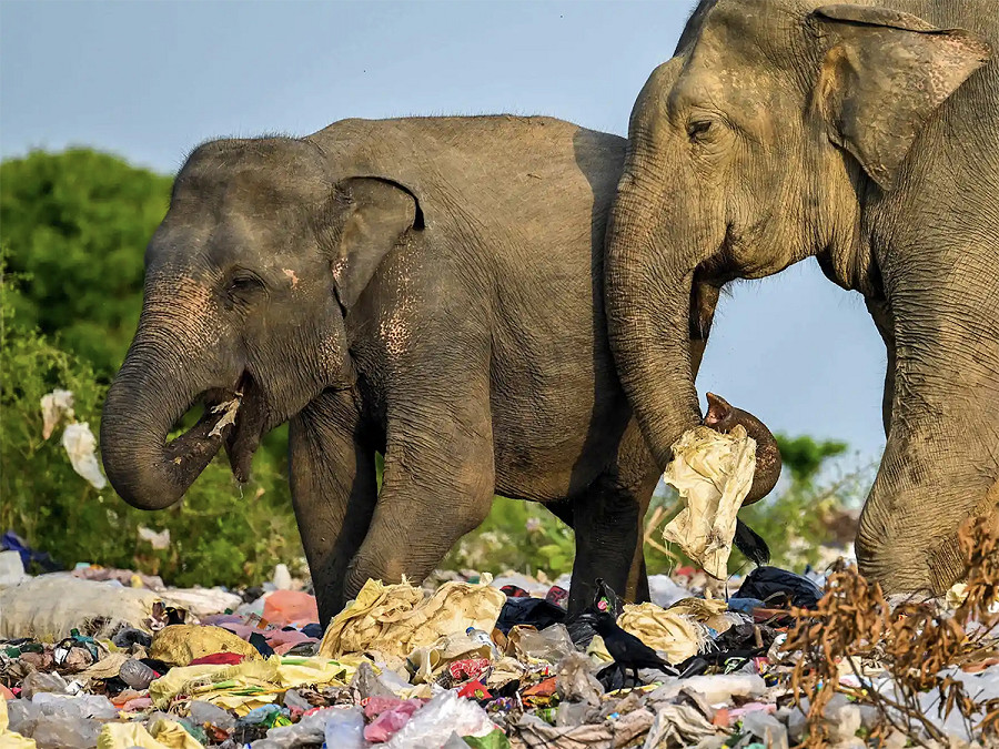 Ampara (Sri Lanka). Elefanti selvatici mangiano rifiuti contenenti plastica in una discarica. Lo Sri Lanka sta avviando una pulizia nazionale prima dell&rsquo;entrata in vigore della nuova legge che vieta la vendita di plastica monouso dopo un’ondata di decessi tra elefanti e cervi.