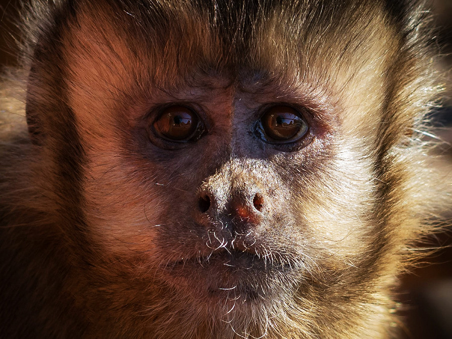 Un esemplare di Cebi dai cornetti (Sapajus spp). Secondo lo studio pubblicato su Animal Behaviour, queste scimmiette native del Sudamerica possono provare emozioni come delusione e rimpianto, considerate tipiche della specie umana.