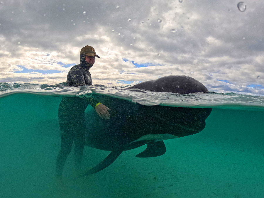 Albany (Australia). Un volontario cerca di mantenere in vita un branco di balene pilota  vicino a Cheynes Beach. Gli esperti di fauna selvatica si stanno preparando a riportare in acque profonde dozzine di balene dopo che 52 esemplari sono morti in uno spiaggiamento di massa su una spiaggia dell’Australia occidentale.
