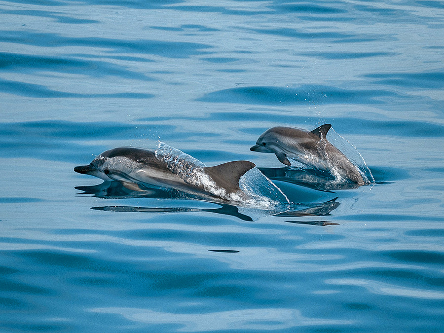 Le mamme dei delfini si rivolgono ai loro cuccioli usando il baby talk, una vocina speciale come quella che gli umani riservano a neonati e bambini