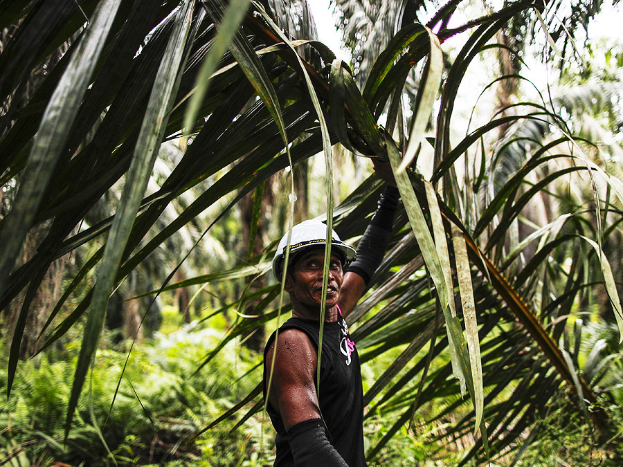 Sabak Bernam (Malesia). Un operaio tiene le foglie dei frutti di palma in una piantagione malese. Malesia e Indonesia, maggiori esportatori mondiali di olio di palma, hanno lanciato una campagna contro il regolamento anti-deforestazione dell’Ue, sostenendo di avere gi&agrave; i propri sistemi di garanzia per prevenire la deforestazione e temendo che le esportazioni verso l’Ue continueranno a diminuire a causa del regolamento. 