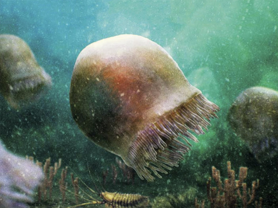  Sono state rinvenute le pi&ugrave; antiche meduse nuotatrici in fossili risalenti a 505 milioni di anni fa. Le nuova specie, scoperta in Canada ed eccezionalmente ben conservata, &egrave; stata chiamata Burgessomedusa phasmiformis. 