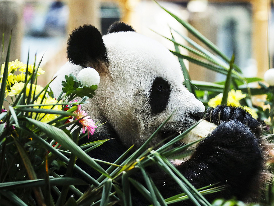 Kuala Lumpur (Malesia). Il panda gigante maschio Xing Xing durante i festeggiamenti per il suo 17&deg; compleanno. Lui e il suo compagno Liang Liang sono stati prestati al Paese per 10 anni in occasione del 40&deg; anniversario dei legami diplomatici tra Malesia e Cina. 
