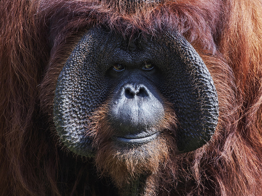 Bali (Indonesia). “Jacky” festeggia il suo 46&deg; compleanno nello zoo che sorge sull&rsquo;isola indonesiana. Per l&rsquo;occasione e per salvaguardare la specie dell&rsquo;orangotango, che nel Paese &egrave; in via di estinzione, &egrave; stata lanciata la campagna “Cinta Orangutan”, che affronta il tema del disboscamento illegale nel Parco nazionale di Gunung Palung, nel Borneo occidentale. 