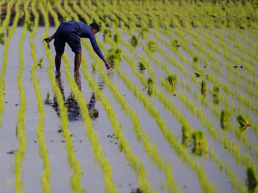 Sekinchan (Malesia). Un lavoratore agricolo cura le piante in una risaia. Il Paese sta affrontando un aumento dei prezzi del riso da quando il governo indiano ha annunciato, il 20 luglio 2023, l’interruzione delle esportazioni di riso bianco non basmati. 
