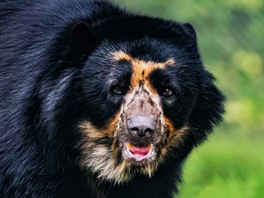 Chester, (Inghilterra). Oberon, un orso andino di 10 anni, &egrave; arrivato allo zoo di Chester per un programma di riproduzione. Oggi esistono meno di 10.000 orsi andini.