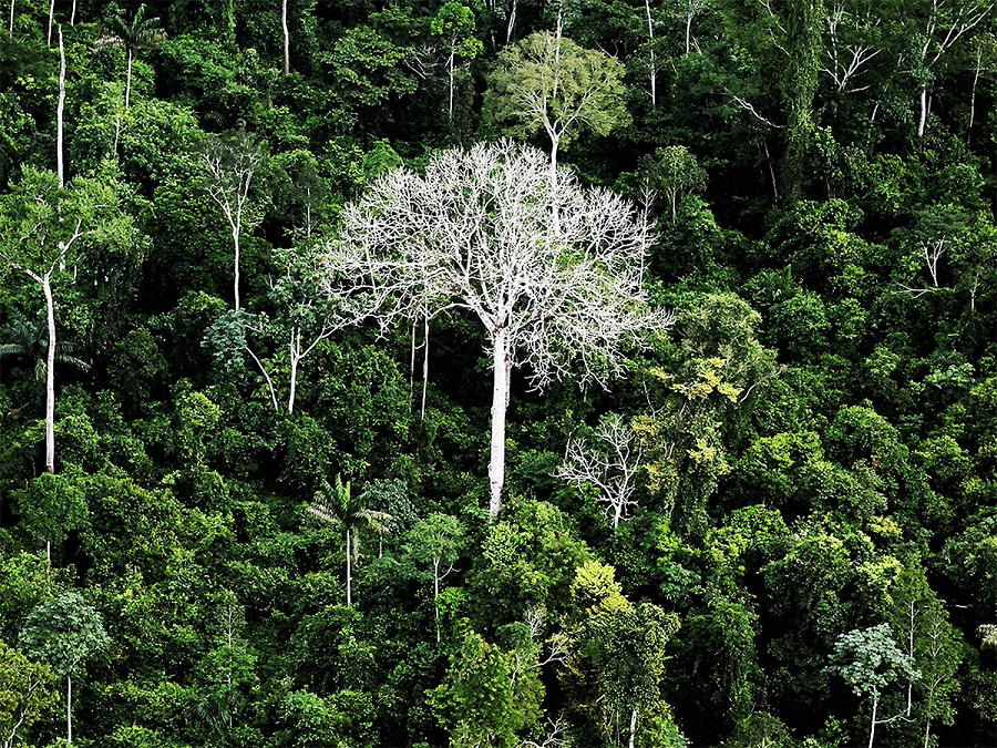 La deforestazione nella foresta amazzonica brasiliana &egrave; diminuita del 56,8% a settembre rispetto a un anno prima, secondo i dati governativi pubblicati venerd&igrave;. Intanto, la regione &egrave; alle prese con una siccit&agrave; storica.