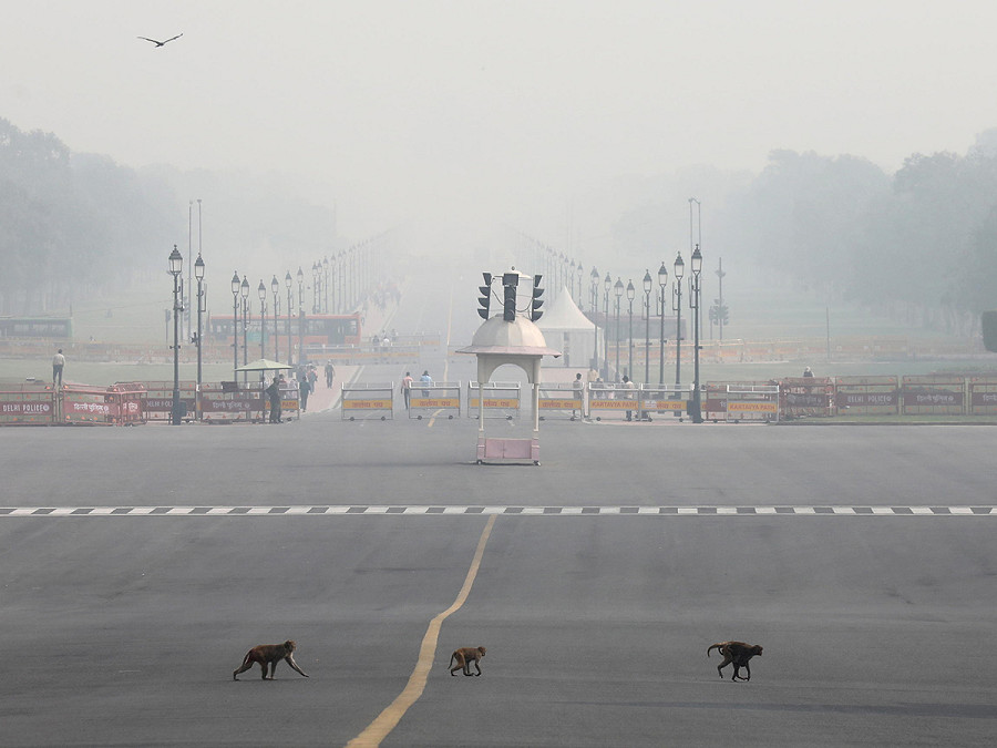 Nuova Delhi (India). 3 scimmie attraversano piazza Vijay Chowk mentre la Capitale &egrave; avvolta da una densa coltre di smog. Secondo il Central Pollution Control Board, il 24 novembre la qualit&agrave; dell’aria di Delhi si &egrave; attestata al mattino su un valore di 401, che rientra nella categoria “grave”.