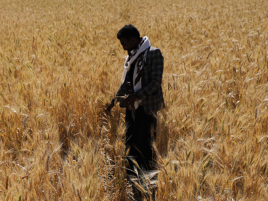  Sanaa (Yemen). Un agricoltore ispeziona il grano poco prima della stagione del raccolto. Il Paese ne importa pi&ugrave; di 3,8 milioni di tonnellate all’anno, secondo le stime dell’Autorit&agrave; agricola controllata dagli Houthi: la produzione nazionale copre meno del 10% di tutte le esigenze di utilizzo. 