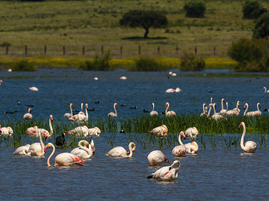 Sevilla, Andalusia, Spain: Great Flamingos (Phoenicopterus roseus), Donana National &amp; Natural Park, Andalusia, Spain.
