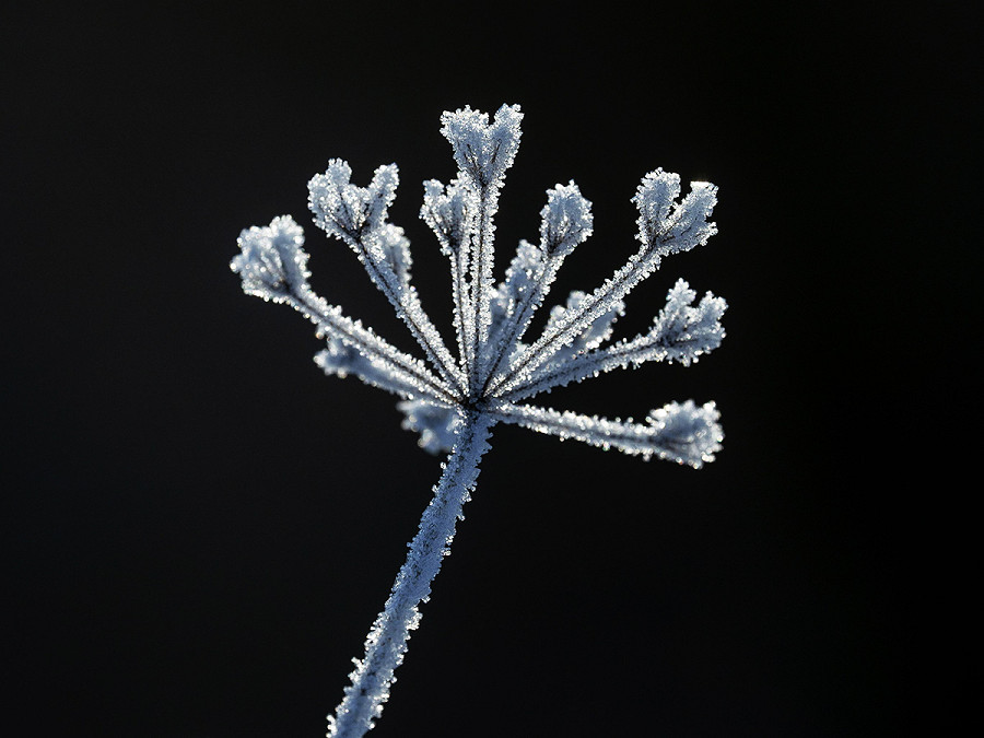 Salgotarjan (Ungheria). Una pianta interamente ricoperta di brina mostra gli effetti del gelo. Nella notte, la temperatura nel Paese &egrave; scesa tra i -5 e gli 0 gradi centigradi.