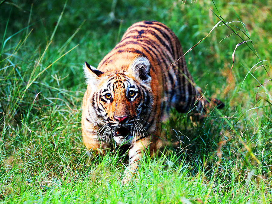 Delhi (India). Uno dei due cuccioli di tigre reale del Bengala, nati allo zoo di Delhi a maggio. 