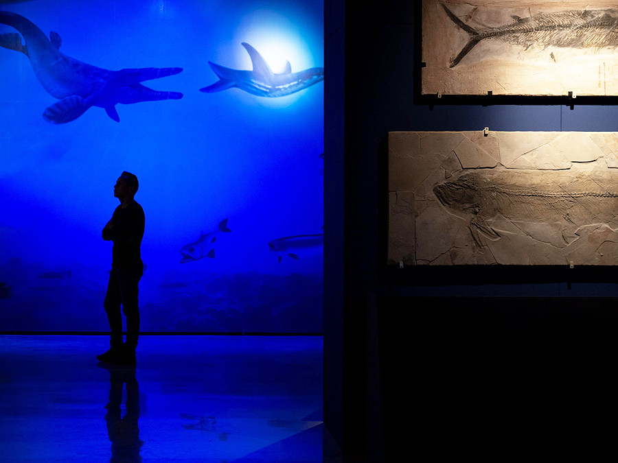 Monterrey (Messico). Un visitatore della mostra “Fuimos Mar” al museo del Noreste, composta da quasi 235 fossili marini rinvenuti a Vallecillo, nello Stato settentrionale di Nuevo Leon.