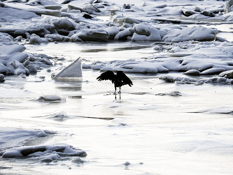 Kyiv (Ucraina). Un uccello cammina sul ghiaccio che copre il fiume Dnipro.