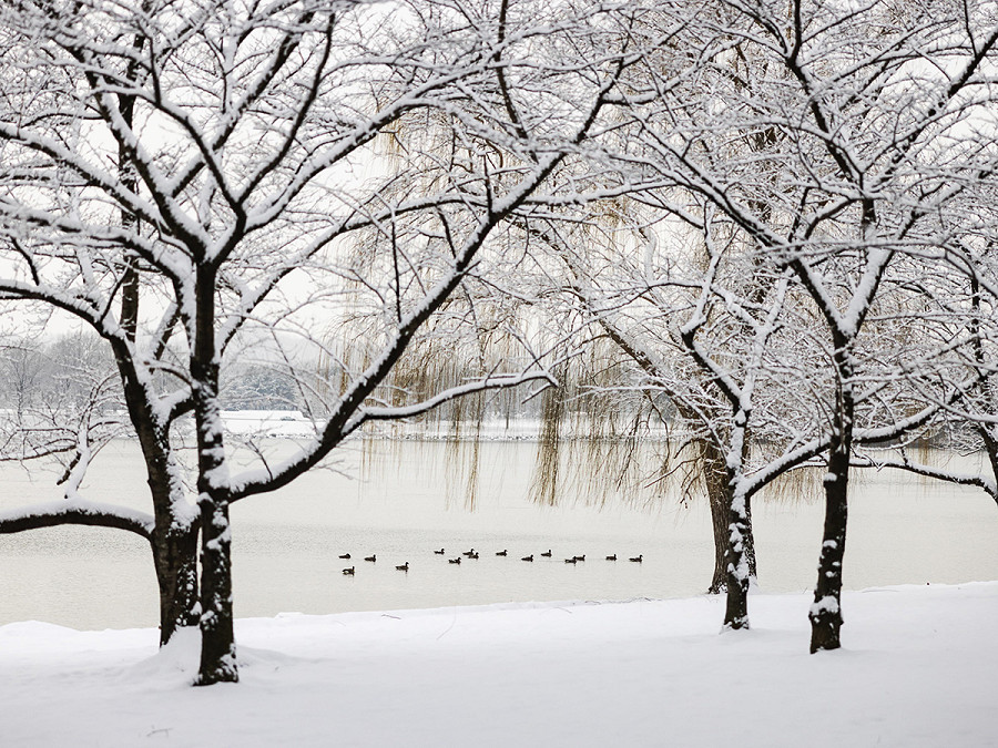 Washington DC (Stati Uniti). Oche canadesi galleggiano nel fiume Potomac mentre la neve si accumula vicino al Lincoln Memorial. La tempesta invernale Indigo sta lasciando cadere da due a quattro centimetri di neve a Washington e sta causando ritardi e cancellazioni di voli nel nord-est degli Stati Uniti. 