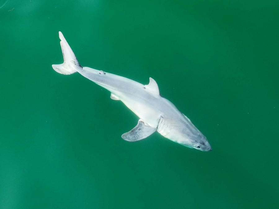 Santa Barbara (Stati Uniti). Quello che potrebbe essere un grande squalo bianco appena nato nuota al largo della costa della California. Le immagini, rarissime, sono state riprese grazie a un drone e hanno suscitato entusiasmo e scetticismo tra gli scienziati.