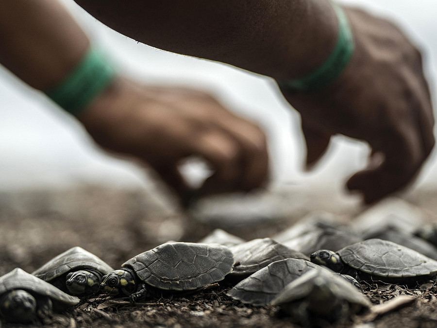 Manaus (Brasile). Piccoli di tartaruga vengono rilasciati nel Parque Nacional do Jau. La siccit&agrave; che ha colpito l&rsquo;Amazzonia dal settembre 2023 ha reso difficile il salvataggio delle uova, ma 800 piccoli di cheloniani sono stati rimessi in natura questo fine settimana.