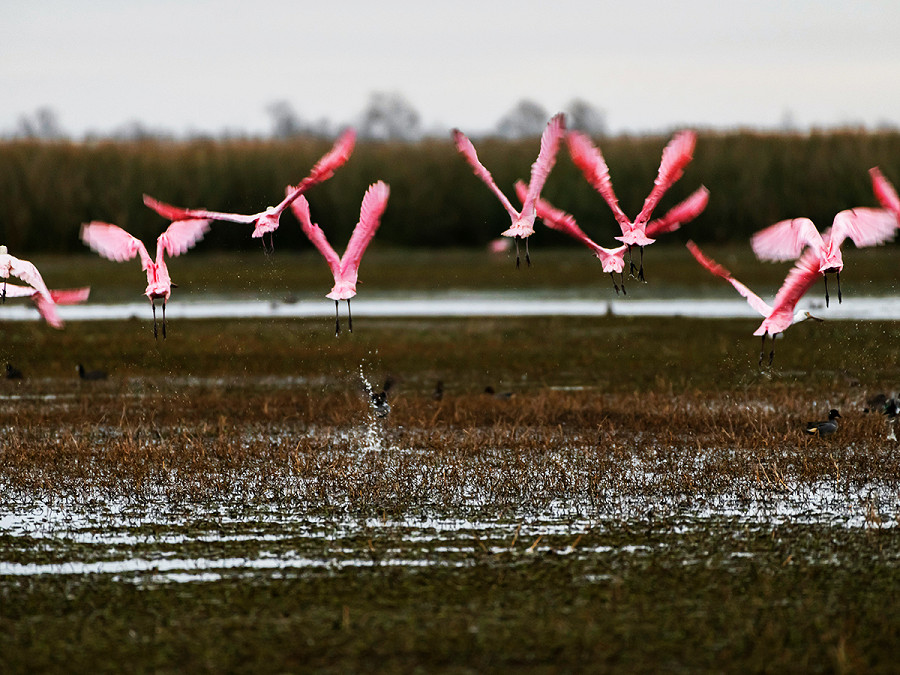 Baton Rouge (Louisiana). Dal 1932, la Louisiana ha perso oltre 5.000 chilometri quadrati di zone paludose e umide, che rappresentano un importante habitat per uccelli e pesci, filtrano in modo naturale le sostanze inquinanti dall’acqua e fungono da ‘cuscinetto’ in grado di arginare uragani e bufere