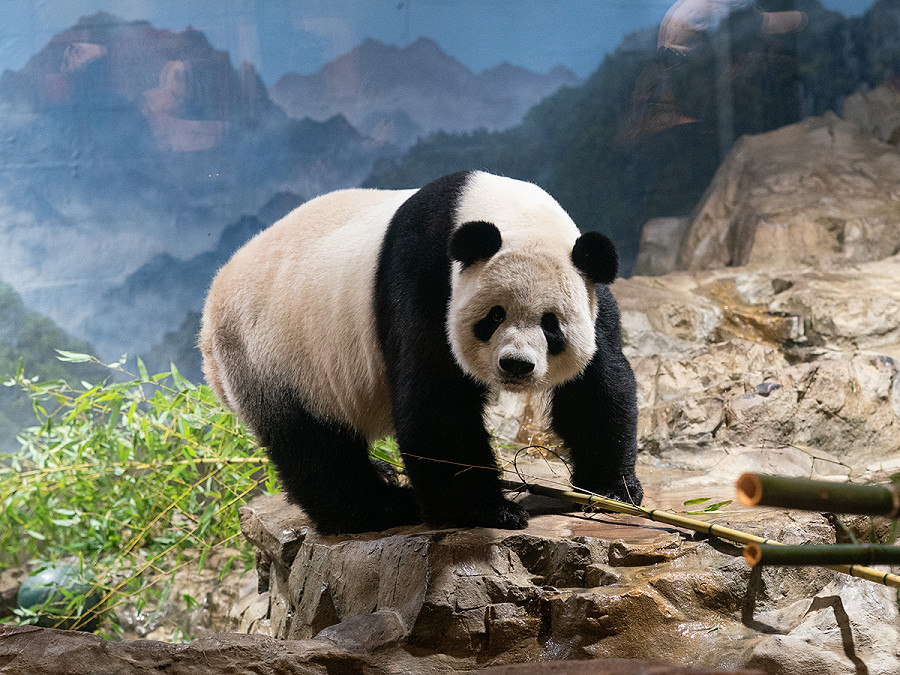 Washington, D.C. (Stati Uniti). Per la prima volta dal 2019 due panda giganti (come Tian Tian, in foto, dello Smithsonian’s National Zoo) potrebbero tornare in prestito allo zoo di San Diego a sigillare il dialogo tra Usa e Cina nel contesto della cosiddetta &ldquo;diplomazia dei panda&rdquo;. 