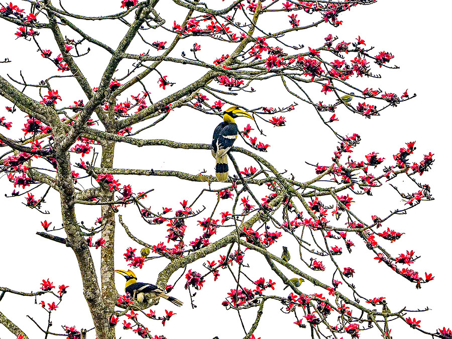 Kaziranga (India). Mentre la stagione primaverile d&agrave; nuova vita al Parco Nazionale di Kaziranga, celebre per la ricchezza della sua biodiversit&agrave;, i maestosi buceri spiccano il volo. Un vero e proprio paradiso per gli amanti del bird-watching. 