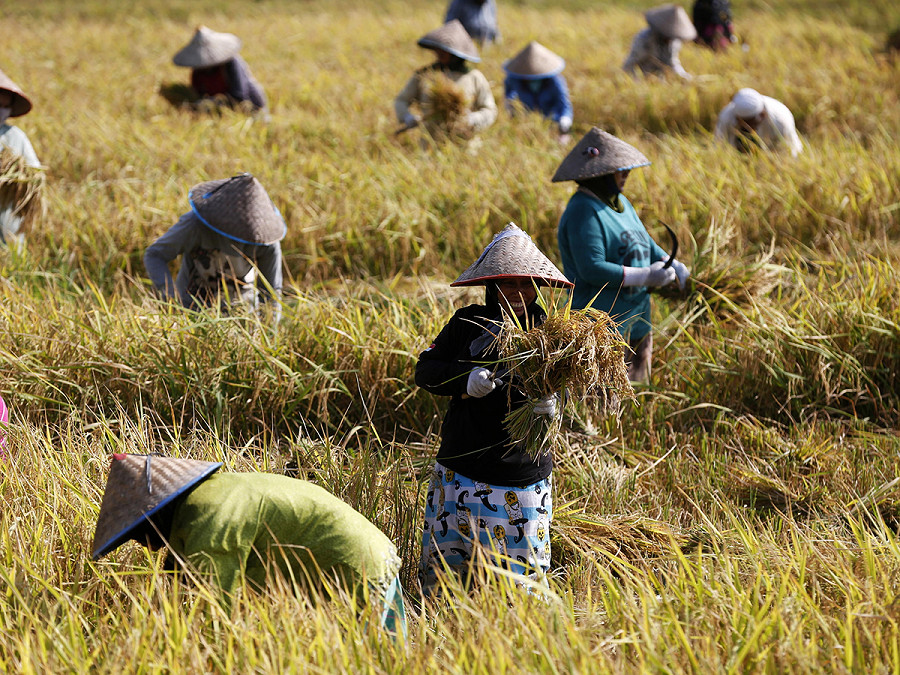 Indonesia. Alcune contadine raccolgono il riso nella regione di Aceh Besar. Il presidente indonesiano Joko Widodo sta lavorando a politiche che affrontino il problema del prezzo elevato del riso nel Paese a causa dei cambiamenti climatici estremi, che hanno portato a fallimenti dei raccolti e a una bassa produzione.