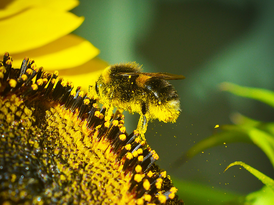 Apprendere dai propri errori e da quelli degli altri non &egrave; una prerogativa esclusivamente umana. Secondo uno studio pubblicato sulla rivista Nature, le api sono in grado di apprendere compiti piuttosto complessi attraverso l’interazione sociale e la condivisione delle esperienze. 