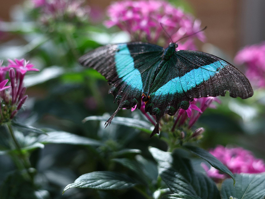 Monaco (Germania). Una farfalla pavone fasciata del Malabar posa al giardino botanico. La mostra “Farfalle tropicali” ha riaperto al pubblico dopo essere stata chiusa negli ultimi 3 anni a causa della pandemia da Covid-19. Sar&agrave; visitabile fino al 17 marzo 2024. 
