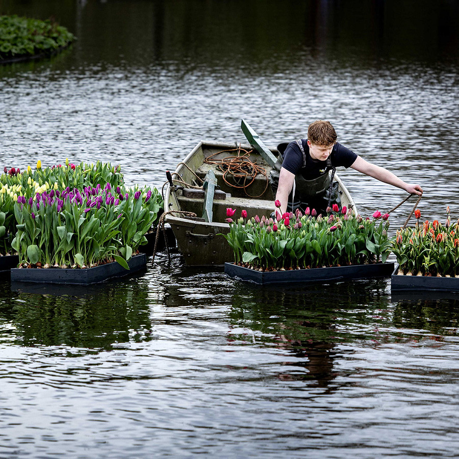 Amsterdam (Paesi Bassi). Zattere piene di tulipani galleggiano nello stagno del Vondelpark in occasione della 10&deg; edizione del Tulp festival, la Festa dei tulipani che si tiene ad aprile. 