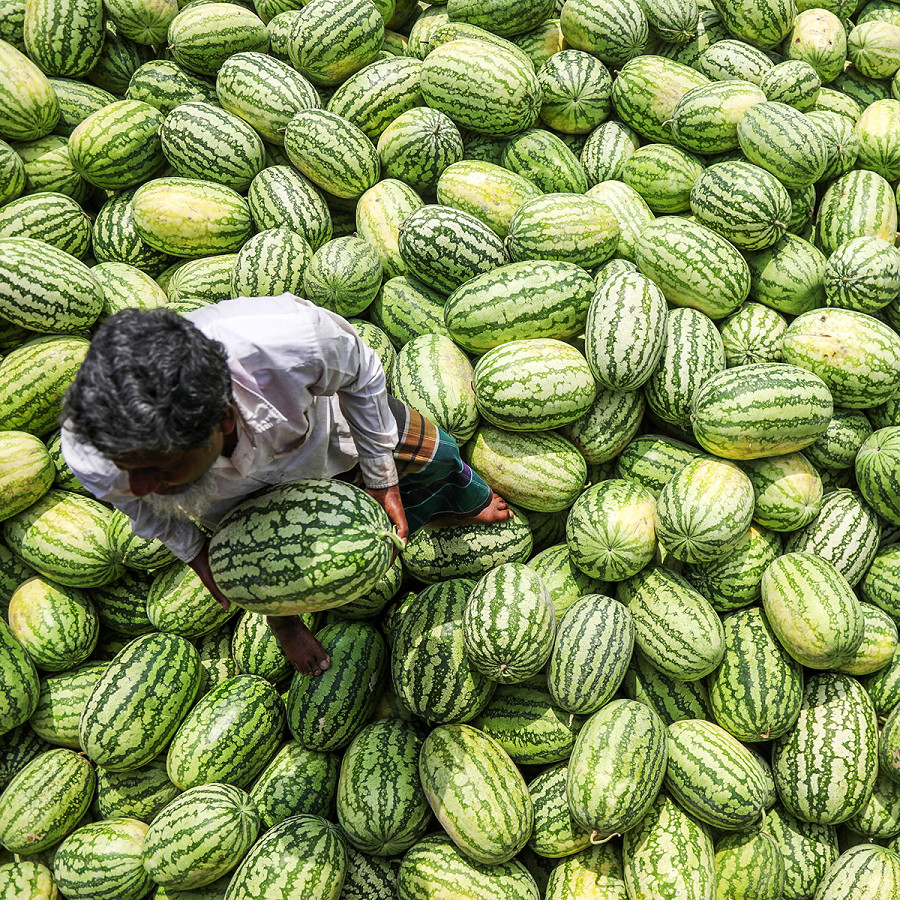 Dhaka (Bangladesh). Un operaio scarica angurie da una barca sul fiume Buriganga. Secondo il Department of Agriculture Extension (DAE), il distretto di Barishal ha fissato un obiettivo ambizioso: espandere la coltivazione del 14% rispetto allo scorso anno.