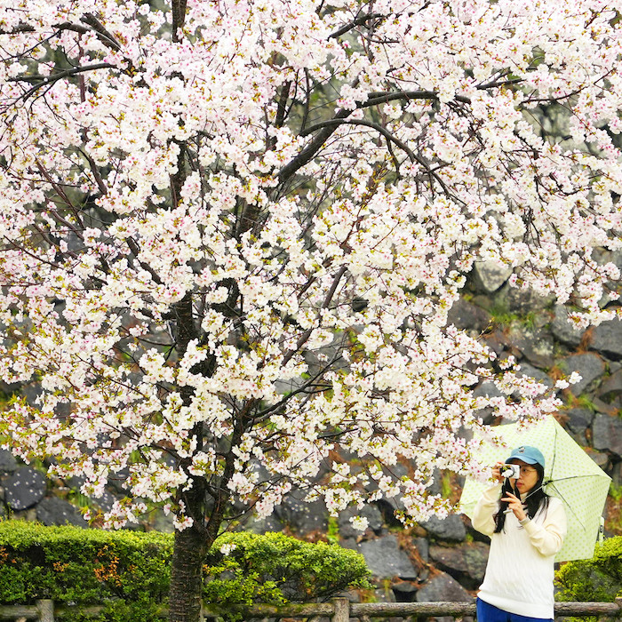 Nagoya (Giappone). Una turista fotografa i ciliegi in fiore al castello di Nagoya. Secondo i dati della Japan National Tourism Organization, 2,79 milioni di persone hanno visitato il Giappone a febbraio, quasi il doppio rispetto allo stesso mese del 2023 e il 7,1% in pi&ugrave; rispetto a quello del 2019, prima della diffusione del Covid-19. 