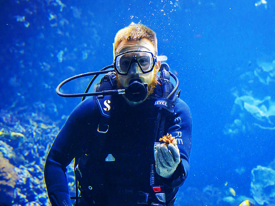Arnhem (Paesi Bassi). Un sommozzatore colloca dei coralli in una barriera corallina dell’acquario dello zoo Burgers, che partecipa a un progetto pilota per proteggere questa specie a rischio di estinzione e per restituirli in futuro alla natura. 
