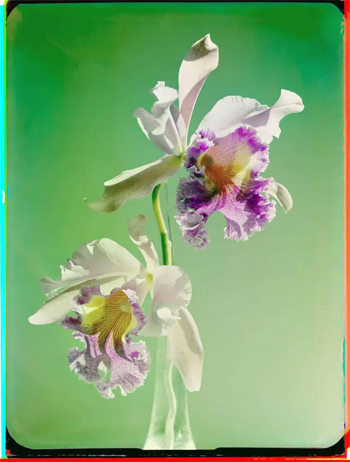 Werner Bischof. Orchidee (Studio). Zurigo, Svizzera, 1943. Stampa a getto d’inchiostro da ricostruzione digitale, 2022. © Werner Bischof Estate / Magnum foto